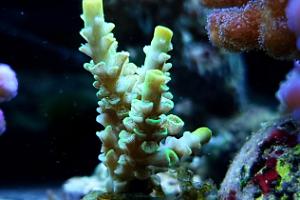 Acropora Coral