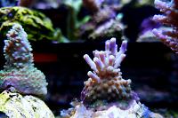 Acropora Coral Thumbnail