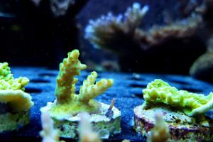 Acropora Coral