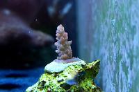 Acropora Coral Thumbnail