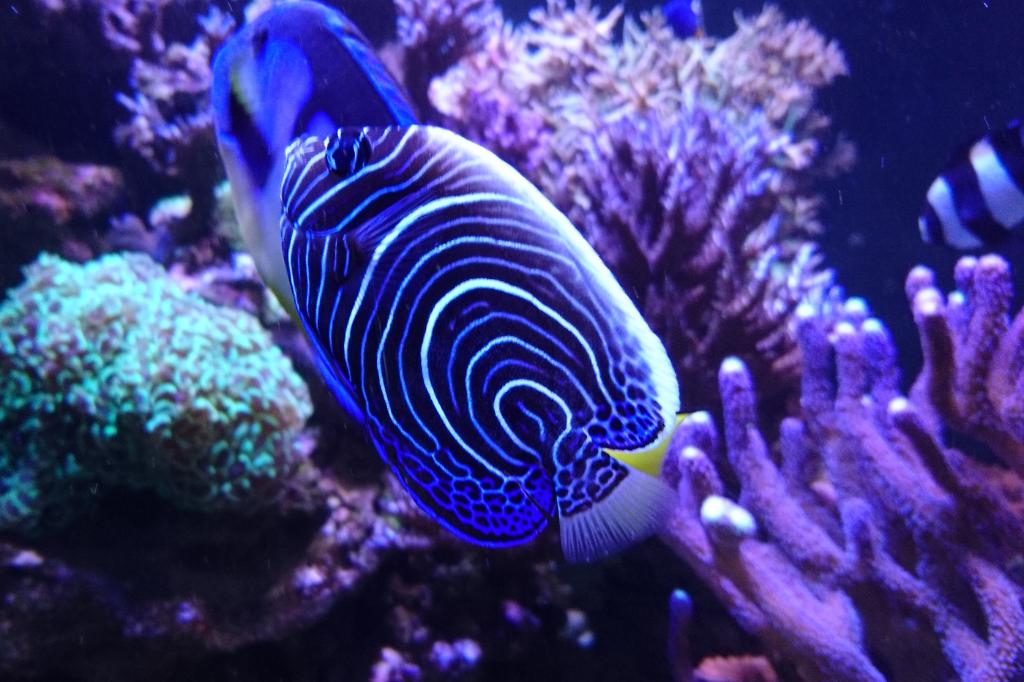 Emperor Angelfish / Pomacanthus imperator 162