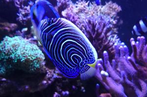 Emperor Angelfish Thumbnail