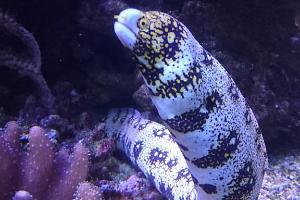 Snowflake Eel Thumbnail