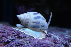 Nassarius Snail Thumbnail