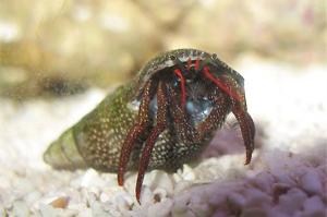 Blue Legged Hermit Crab Thumbnail