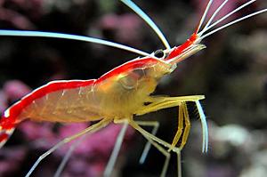 Red Line Cleaner Shrimp Thumbnail