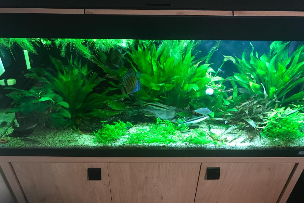 My Aquarium on Sep 1, 2018