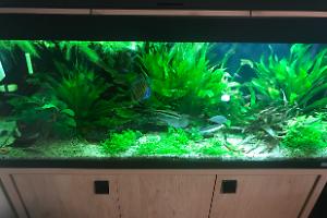 My Aquarium on Sep 1, 2018