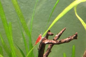 Red Cherry Shrimp Thumbnail