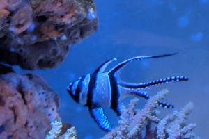 Banggai Cardinalfish Captive Bred Thumbnail