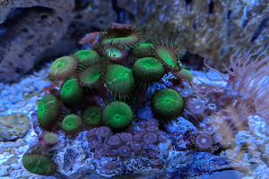 Zoanthus Ultra Colored Colony Polyp Thumbnail