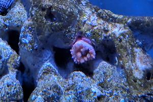 Rose Bubble Anemone Thumbnail