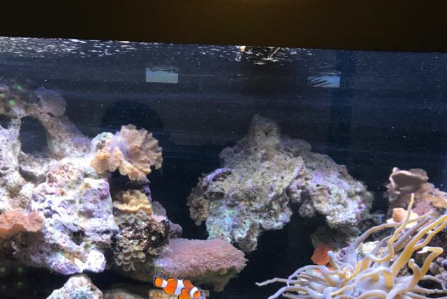 Reef on Sep 9, 2018