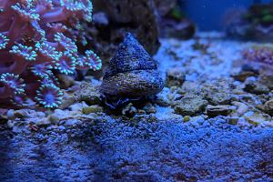 Trochus Snail Thumbnail