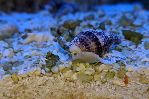 Tonga Nassarius Snail Thumbnail