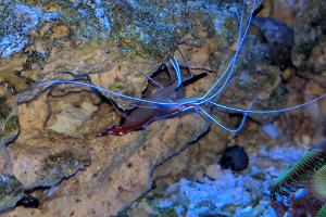 Skunk Cleaner Shrimp Thumbnail