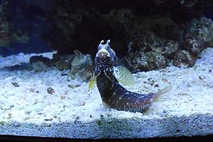 Starry Blenny Thumbnail