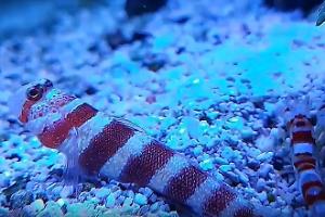 Wheeler's Shrimp Goby Thumbnail