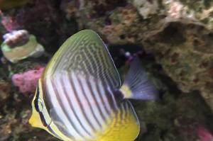 Sailfin tang Thumbnail