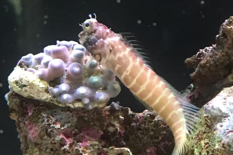 Barnacle Blenny / Acanthemblemaria macrospilus 31