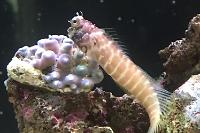 Barnacle Blenny Thumbnail