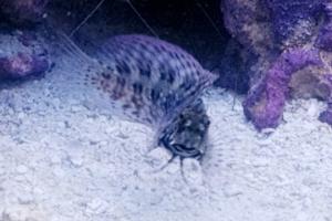 lawnmower blenny