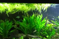 My Aquarium on Sep 15, 2018