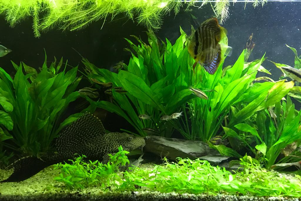 My Aquarium on Sep 15, 2018