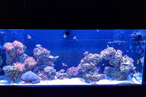 120 Gallon Mixed Reef Thumbnail