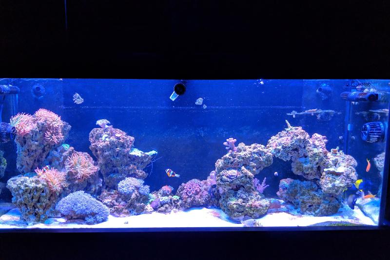 120 Gallon Mixed Reef Thumbnail