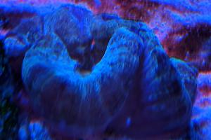 Green Trachyphyllia Brain Coral Thumbnail