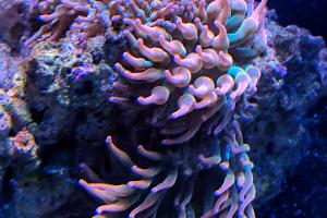 Rainbow Bubble Tip Anemone Thumbnail