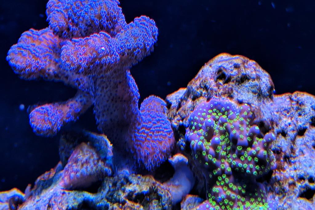 Stylophora Coral / Stylophora spp 447