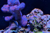 Stylophora Coral Thumbnail