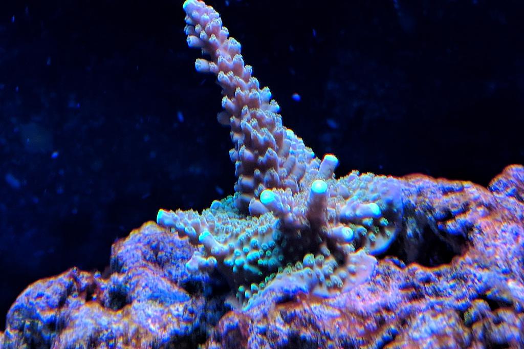 Neon Green Acropora / Acropora digitata 50