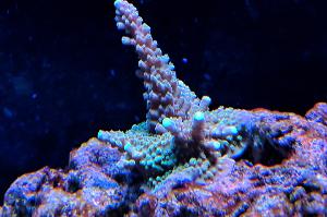 Neon Green Acropora Thumbnail