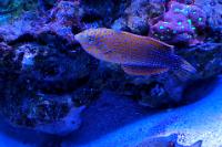 Potters Wrasse Thumbnail