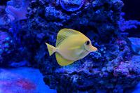 Yellow Tang Thumbnail