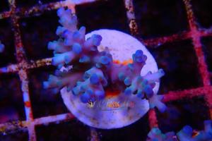 Acropora Echinata Thumbnail