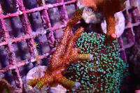 Montipora Digitata - Forest Fire Thumbnail