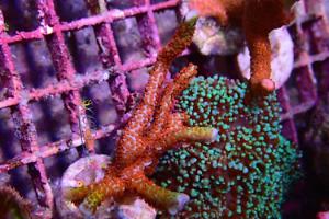 Montipora Digitata Thumbnail