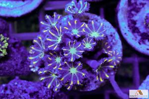 Purple Clove Polyp Thumbnail