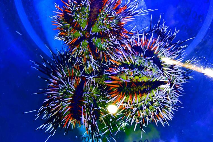 Blue Tuxedo Urchin / Mespilia globulus 608