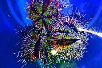 Tuxedo Urchin Thumbnail