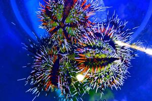 Blue Tuxedo Urchin Thumbnail