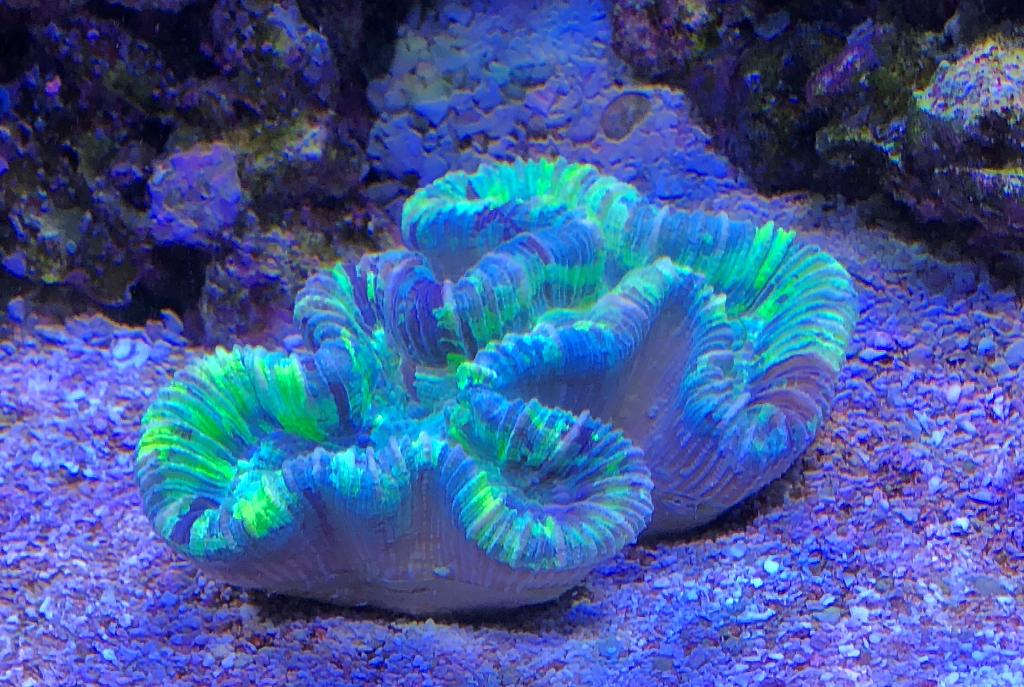 Lobophyllia Brain Coral