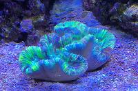 Lobophyllia Brain Coral Thumbnail