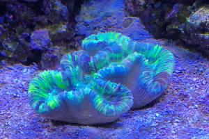 Lobophyllia Brain Coral Thumbnail