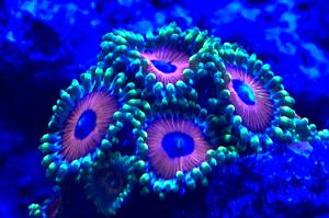 Eagle eye zoanthids Thumbnail