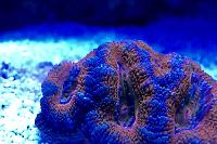 Rainbow Acan Thumbnail